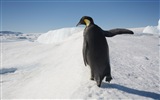 Fonds d'écran Windows 8: l'Antarctique, des paysages de neige, pingouins en Antarctique #10