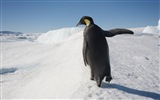 Windows 8 Wallpaper: Antarktis, Schnee Landschaft der Antarktis Pinguine #10