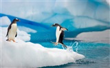 Windows 8 Wallpaper: Antarktis, Schnee Landschaft der Antarktis Pinguine #12