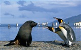 Windows 8 Wallpaper: Antarktis, Schnee Landschaft der Antarktis Pinguine #14