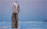 Windows 8 Wallpapers: Arctic, the nature ecological landscape, arctic animals #2