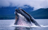 Windows 8 Wallpapers: Arctic, the nature ecological landscape, arctic animals #4