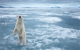 Windowsの8壁紙：北極、自然生態系の風景、北極の動物たち #6