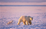 Windowsの8壁紙：北極、自然生態系の風景、北極の動物たち #10