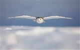 Windows 8 Wallpapers: Arctic, the nature ecological landscape, arctic animals #12