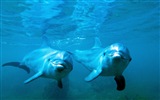 Windows 8 theme wallpaper: elegant dolphins #2