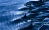 Windows 8 tema wallpaper: delfines elegantes #3