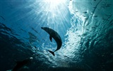 Windows 8 theme wallpaper: elegant dolphins #5