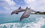 Windows 8 theme wallpaper: elegant dolphins #6