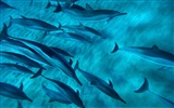 Windows 8 theme wallpaper: elegant dolphins #7