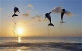 Windows 8 theme wallpaper: elegant dolphins #8