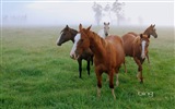 Bing Australie thème fonds d'écran HD, animaux, nature, bâtiments #9