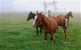 Bing Australien Thema HD Tapeten, Tiere, Natur, Gebäude #9