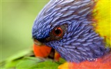 Bing Australie thème fonds d'écran HD, animaux, nature, bâtiments #13