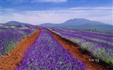 Microsoft Bing tema HD fondos de pantalla, Australia, ciudad, paisaje