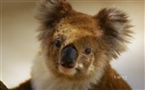 Microsoft Bing thème fonds d'écran HD, l'Australie, ville, paysage, animaux #3
