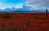 Denali National Park 迪納利國家公園 高清風景壁紙 #7