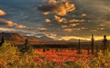 Denali National Park Landschaft HD Wallpaper #8