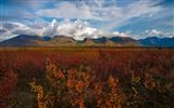 Denali National Park Landschaft HD Wallpaper #9