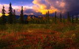 Denali National Park 迪納利國家公園 高清風景壁紙 #12