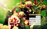 August 2013 calendar wallpaper (1) #18