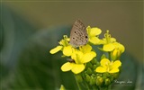 Windows 8 flowers birds butterfly HD wallpapers #2