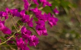 Windows 8 fleurs oiseaux papillon écran HD #3