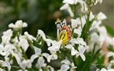 Windows 8 flowers birds butterfly HD wallpapers #20