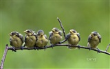 2013 Bing animaux officielles et fonds d'écran HD de paysage #14