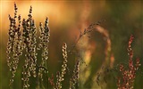 Švédsko sezón přírodní krásy HD tapety na plochu #7