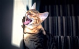 Wallpapers HD drôles de chat fun #8