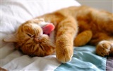 Fun funny cat HD Wallpaper #9