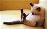 Fun funny cat HD Wallpaper #10