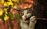 Fun funny cat HD Wallpaper #16