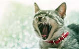 Fun funny cat HD wallpapers #17