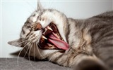 Fun funny cat HD wallpapers #20