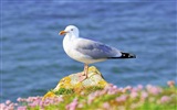 Sea bird seagull HD wallpapers #1