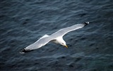 Sea bird seagull HD wallpapers #2