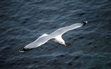 Oiseaux de mer leucophée écran HD #2