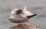 Sea bird seagull HD wallpapers #3