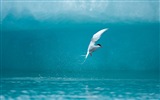 Sea bird seagull HD wallpapers #5