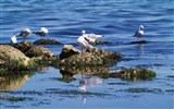 Oiseaux de mer leucophée écran HD #6