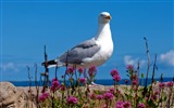 海の鳥カモメHDの壁紙 #11