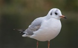 Oiseaux de mer leucophée écran HD #16