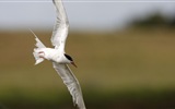 Oiseaux de mer leucophée écran HD #18