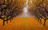 2013 Bing autumn landscapes, animals, urban HD wallpapers #28