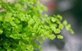 Adiantum 녹색 식물 HD 배경 화면 #4