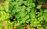 Adiantum green plants HD wallpapers #8