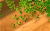 Adiantum 녹색 식물 HD 배경 화면 #11