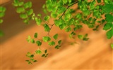 Adiantum green plants HD wallpapers #11